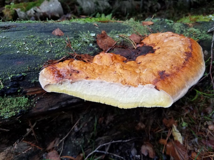 Гриб трутовик окаймленный