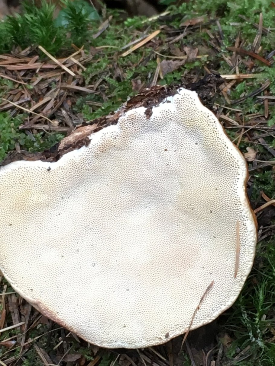 Сосновая губка (Phellinus Pini (Thore ex fr.) Pil.).