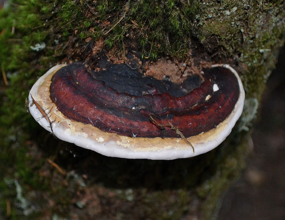 Гриб трутовик чага