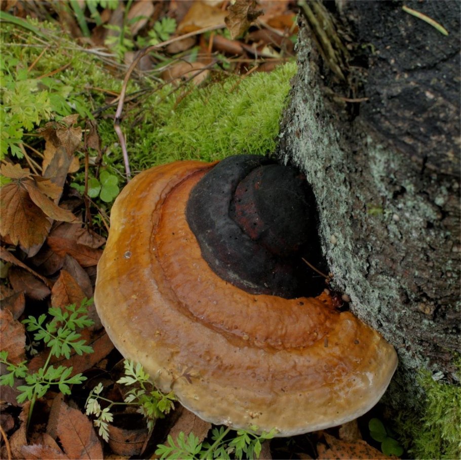 Трутовик окаймленный