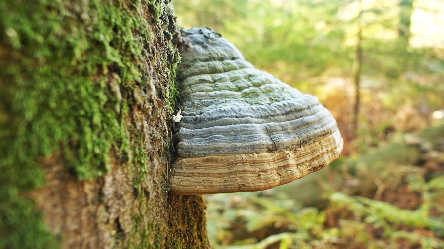 Трутовик обыкновенный fomes fomentarius