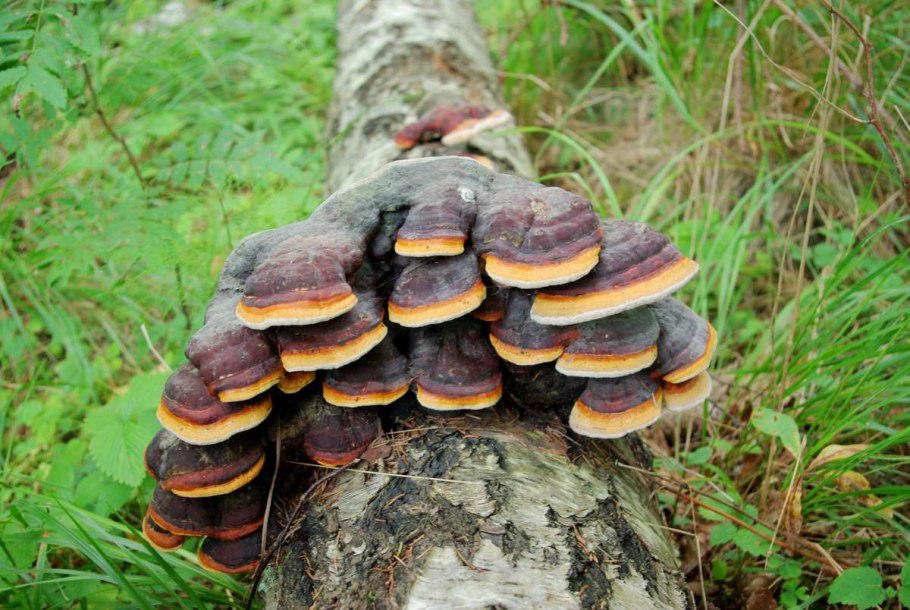 Трутовик окаймлённый