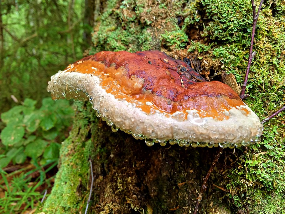 Трутовик Литшауэра