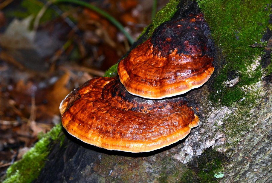 Гриб трутовик