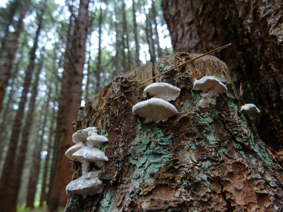 Сосновая губка Phellinus Pini