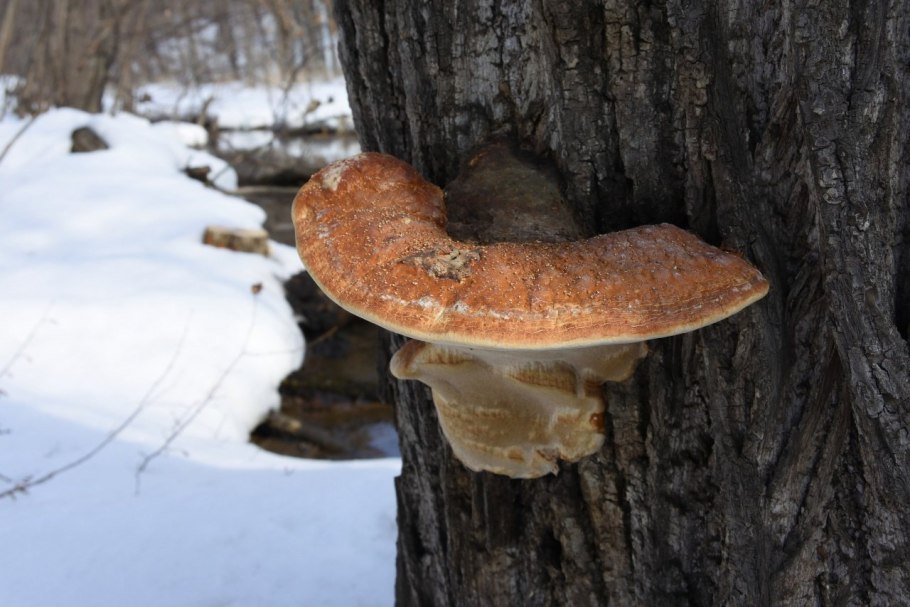 Сосновая губка Phellinus Pini