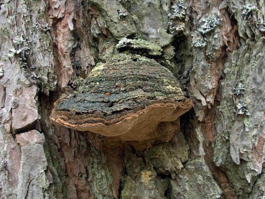 Phellinus hartigii