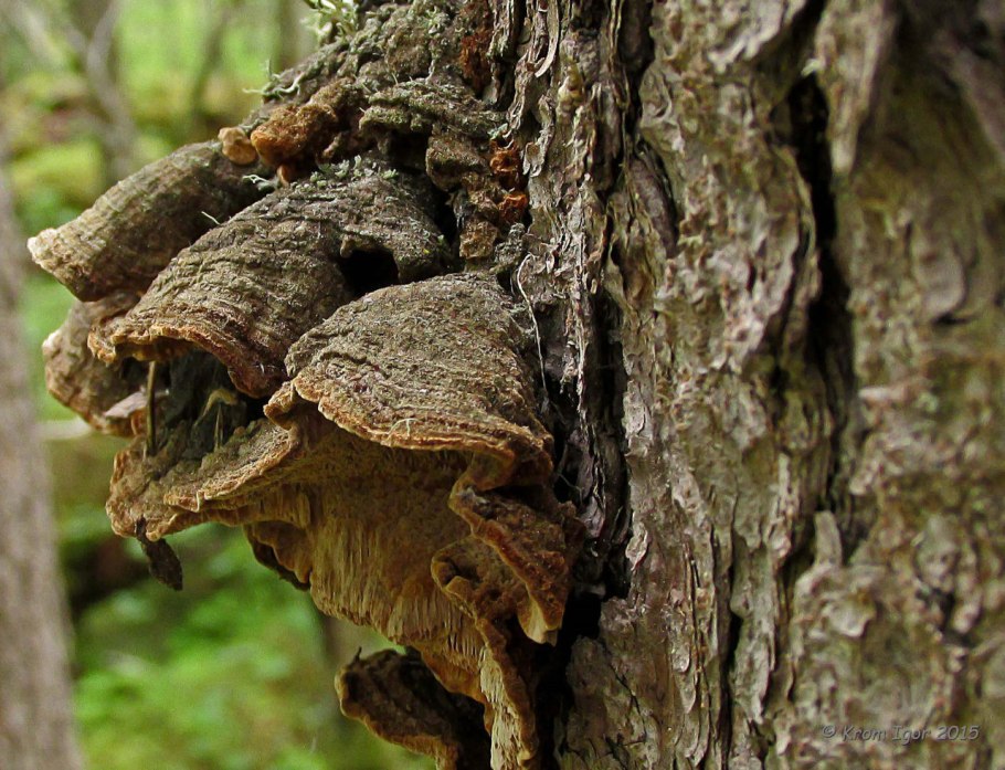 Паутинистые плодовые тела