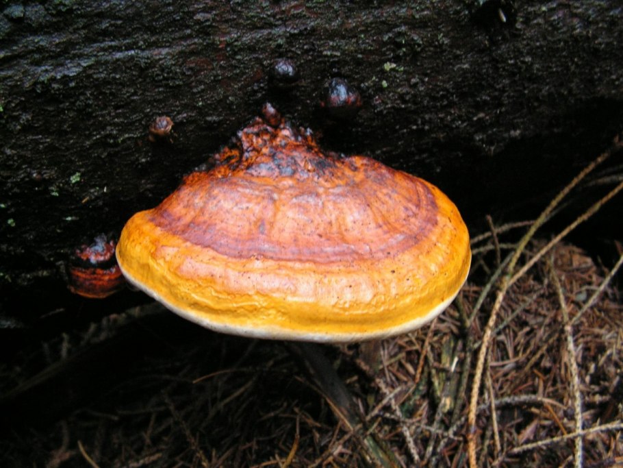 Трутовик окаймленный Fomitopsis pinicola
