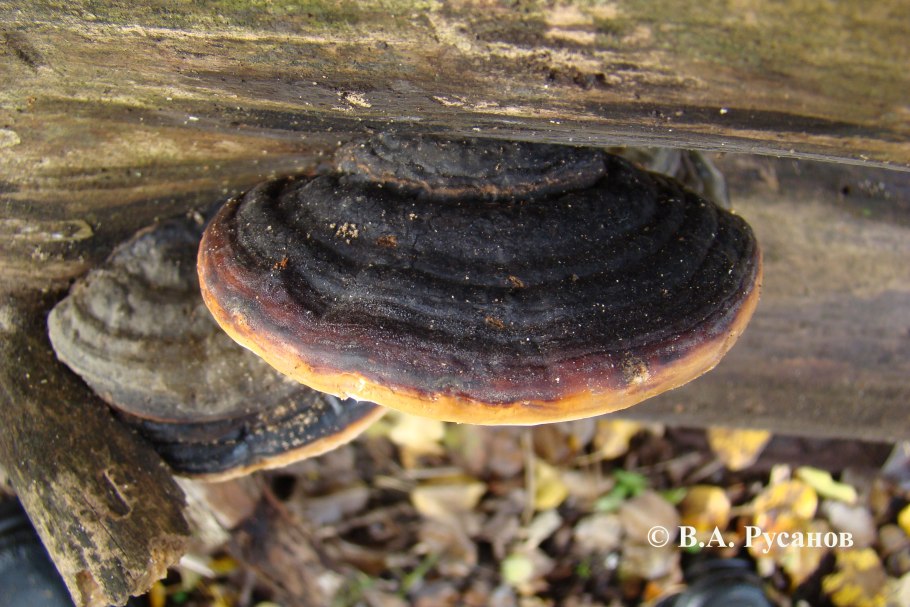 Fomitopsis pinicola - трутовик Сосновый