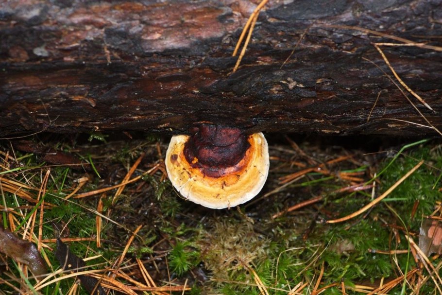 Гриб трутовик окаймленный