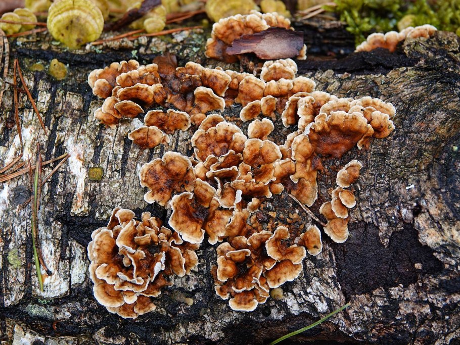 Гриб трутовик окаймленный