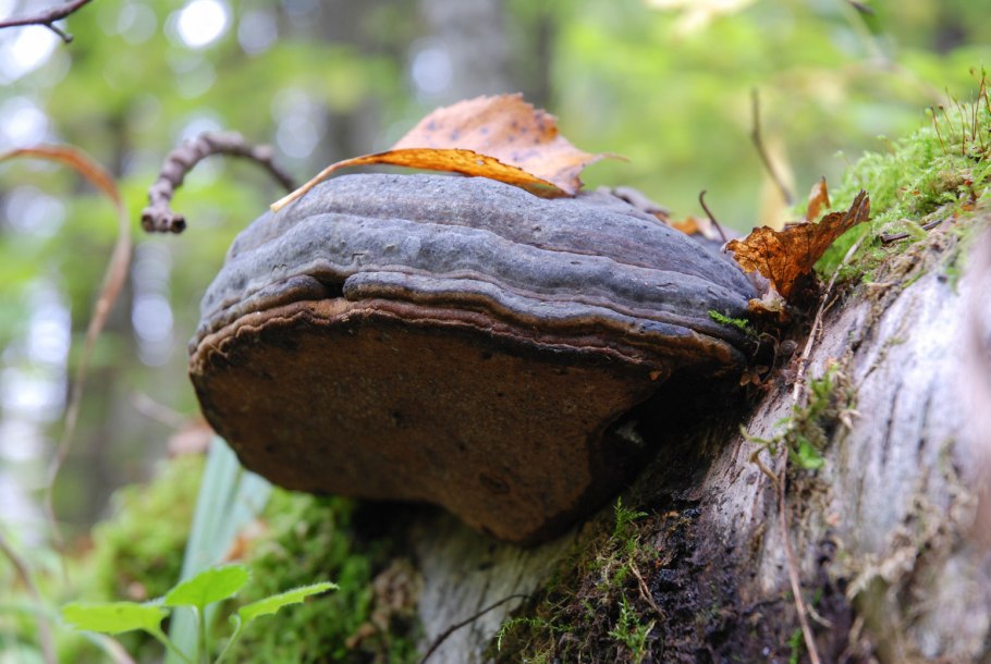 11. Fomitopsis pinicola – трутовик окаймлённый