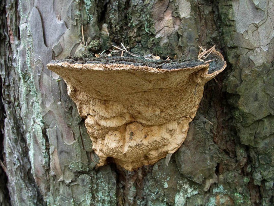 Трутовик окаймлённый