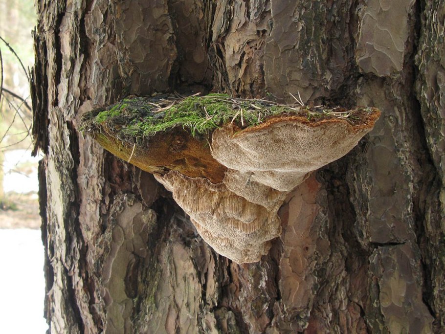 Трутовик обыкновенный fomes fomentarius