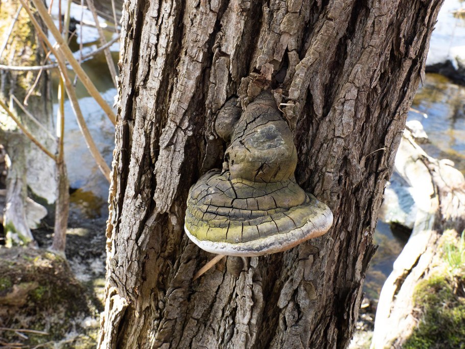 Окаймленный трутовик (Fomitopsis pinicola (SW. Et fr.) Karst.):