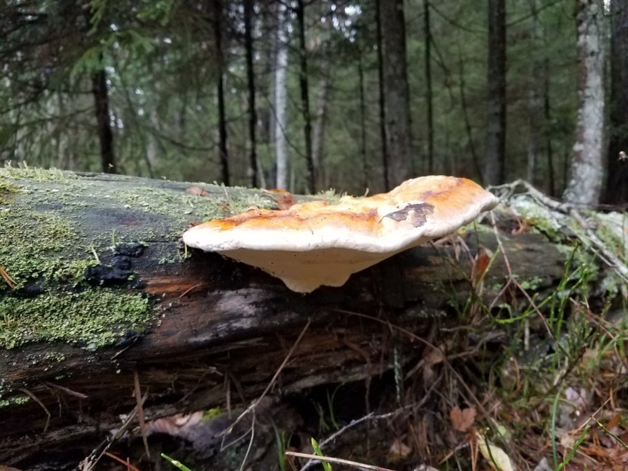 Трутовик уховидный