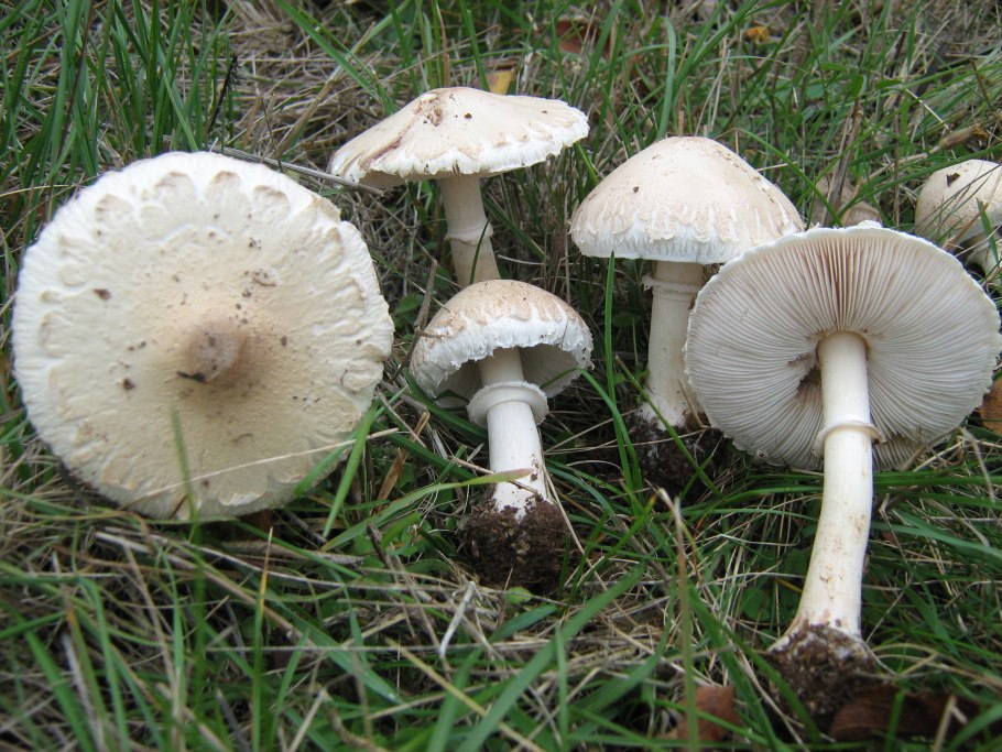 • Зонтик белый (Macrolepiota excoriata