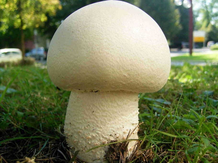 Agaricus macrosporus