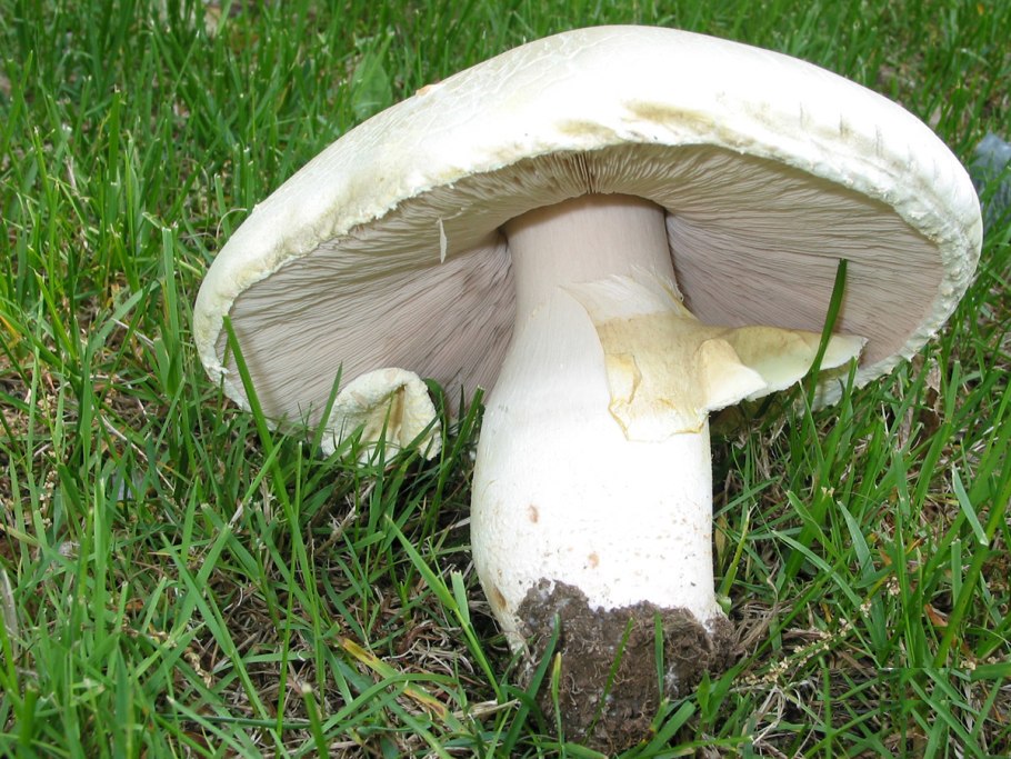 Белый шампиньон полевой