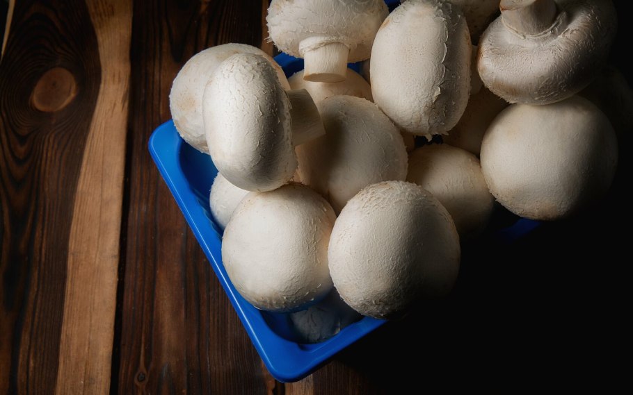 Мельниченко грибная компания