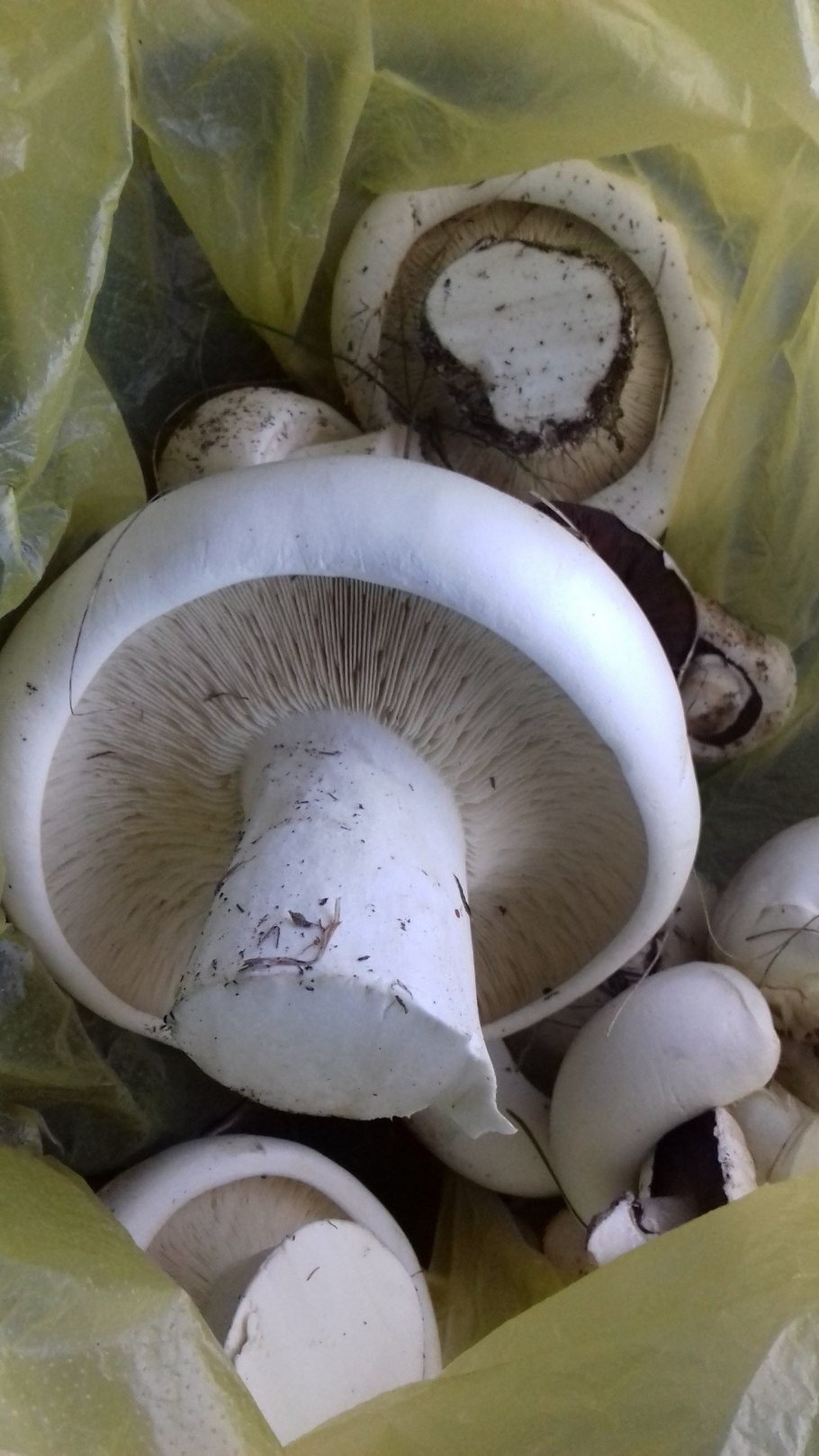 • Лейкопаксиллус лепистовидный гриб