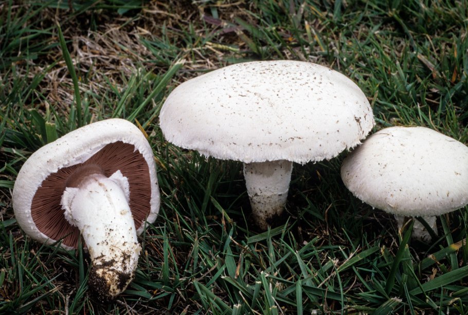 Шампиньон обыкновенный (Agaricus Campestris)