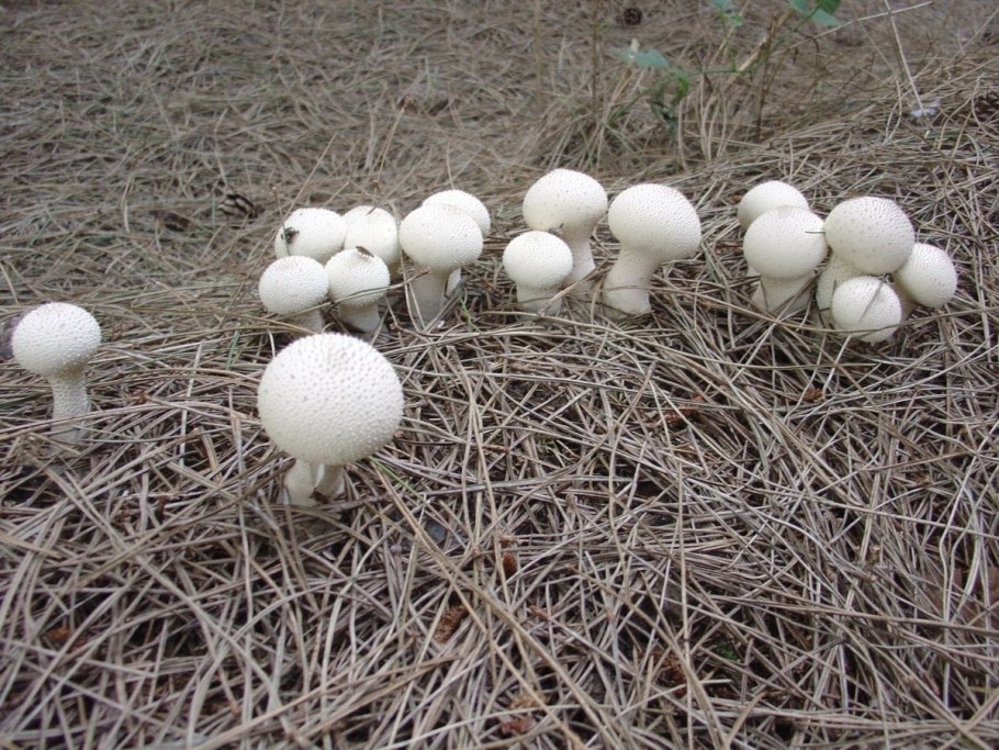 Шампиньоны Урожайный год