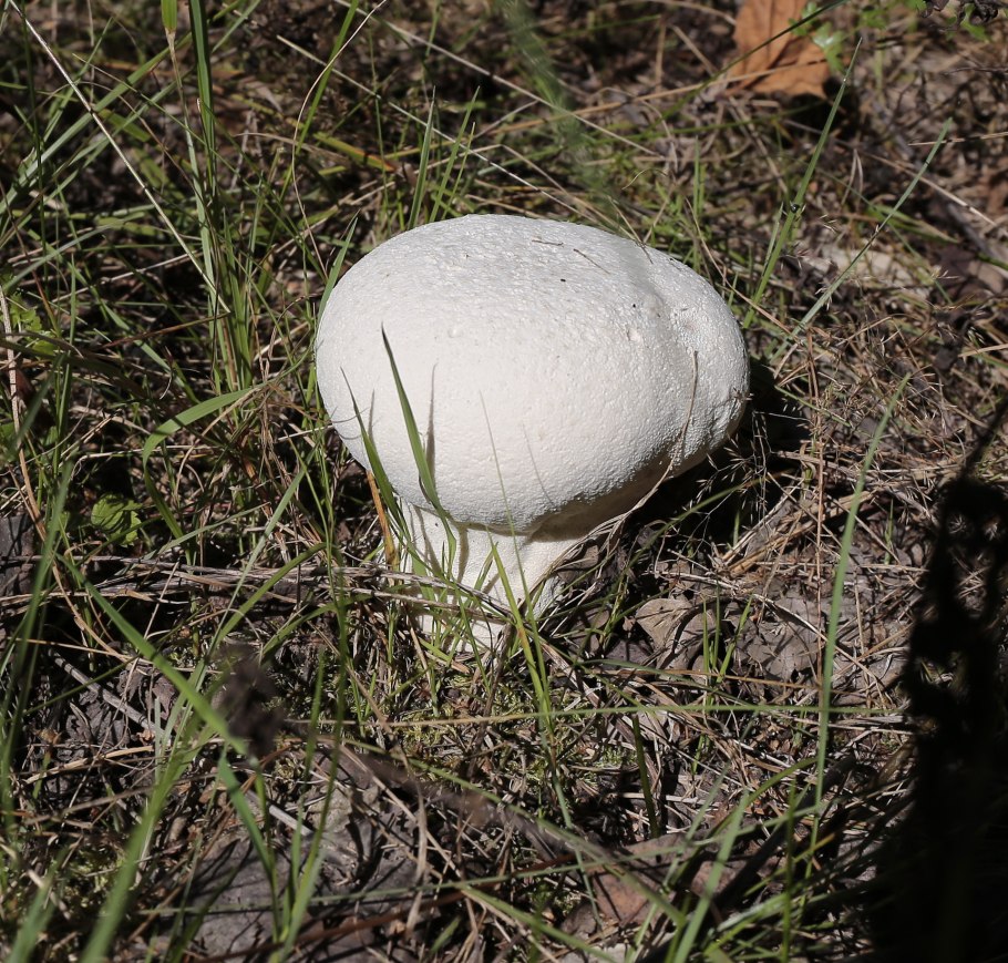 Шампиньон Эссета (Agaricus essettei)