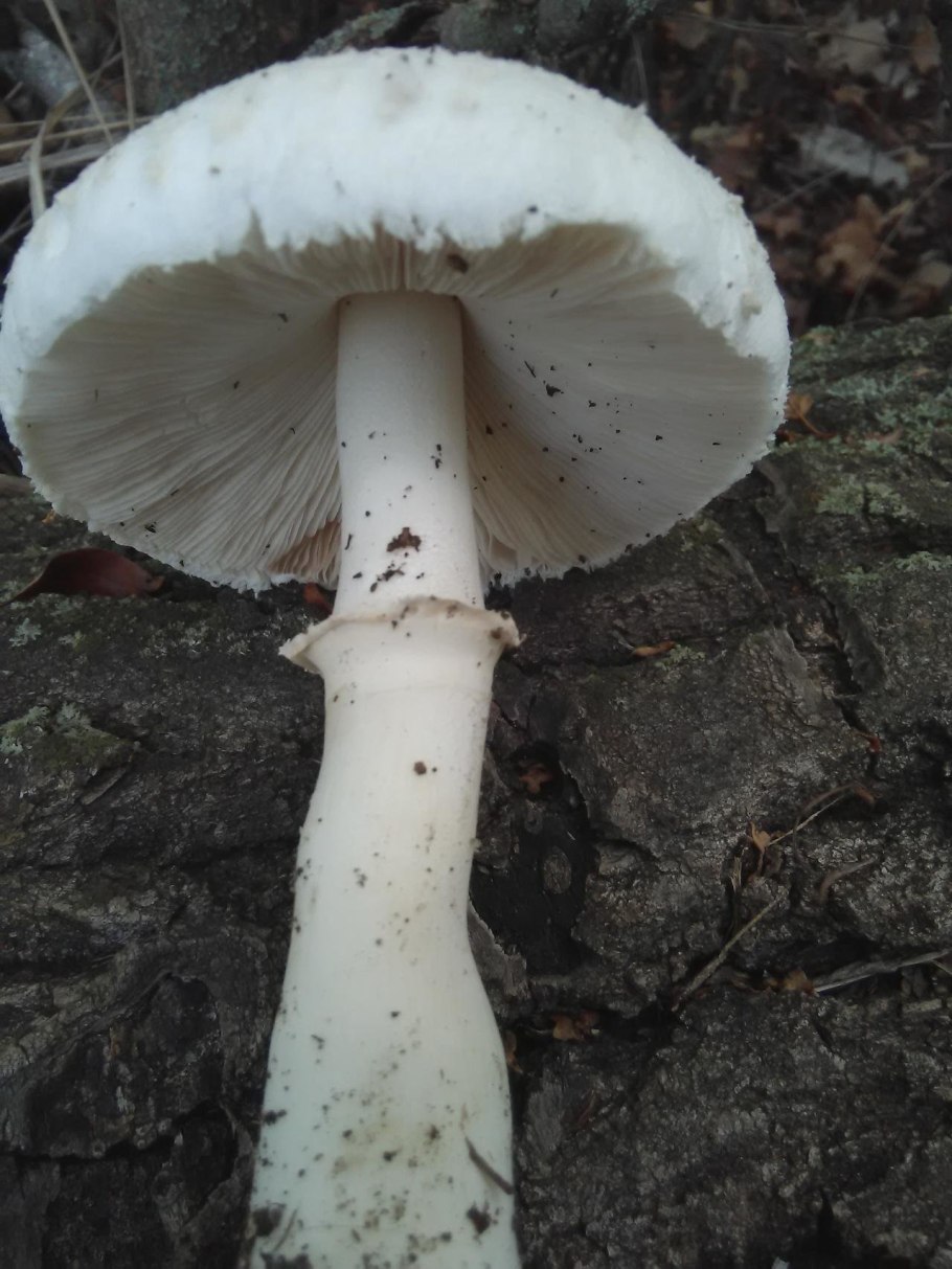 Несъедобные грибы Ростовской области