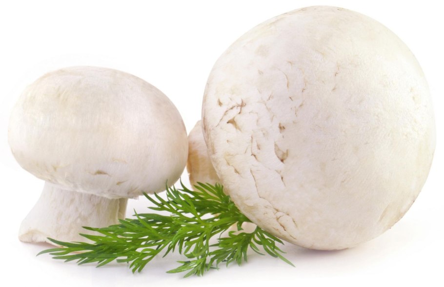 Шампиньоны на белом фоне