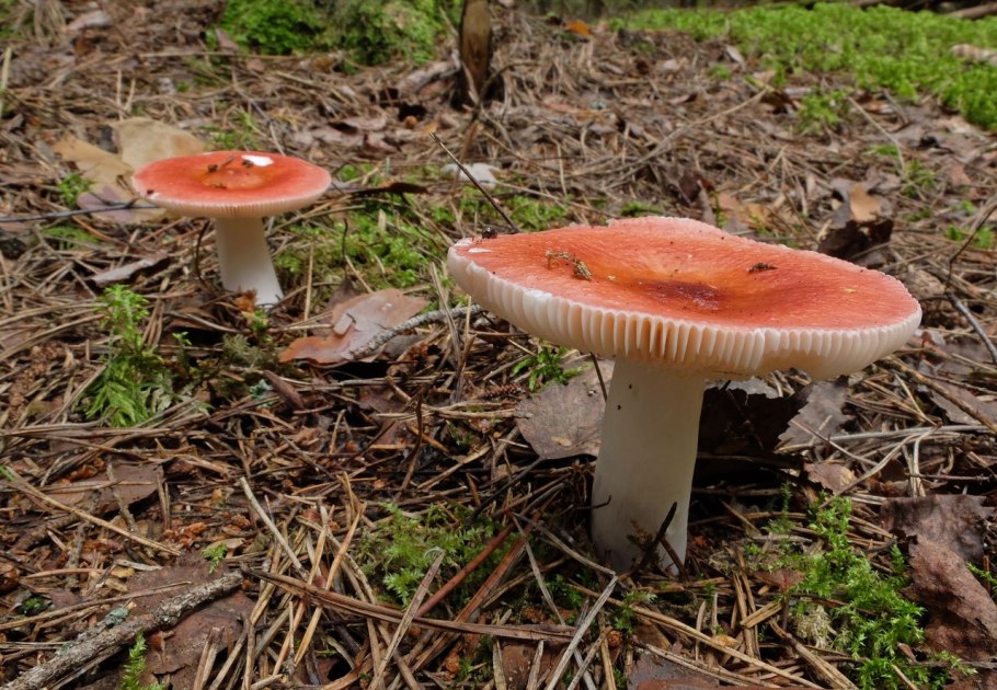 Сыроежка Веленовского