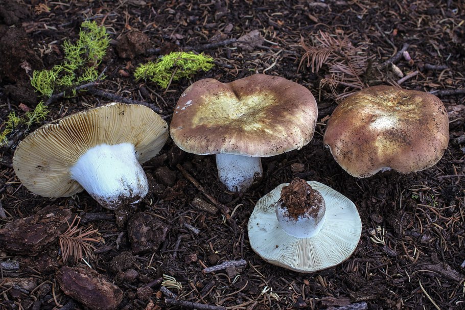 Сыроежка съедобный гриб