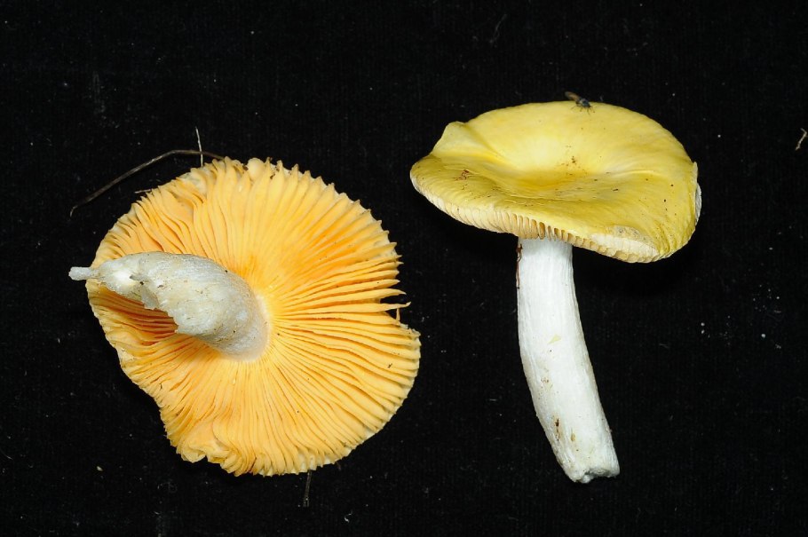 Грибы Toadstool