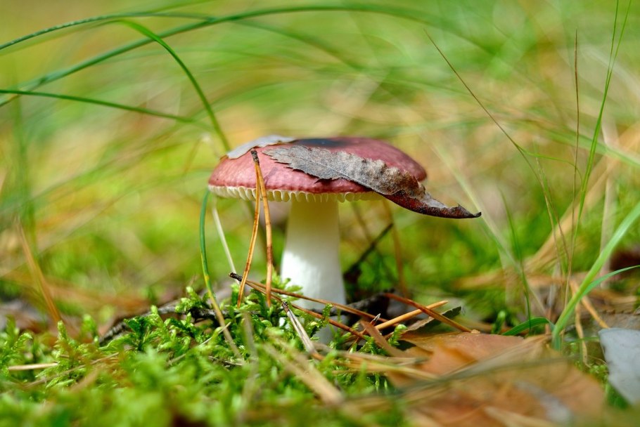 Сыроежка валуевидная