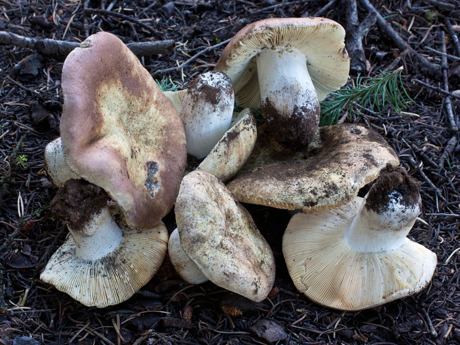 Сыроежка Синявка