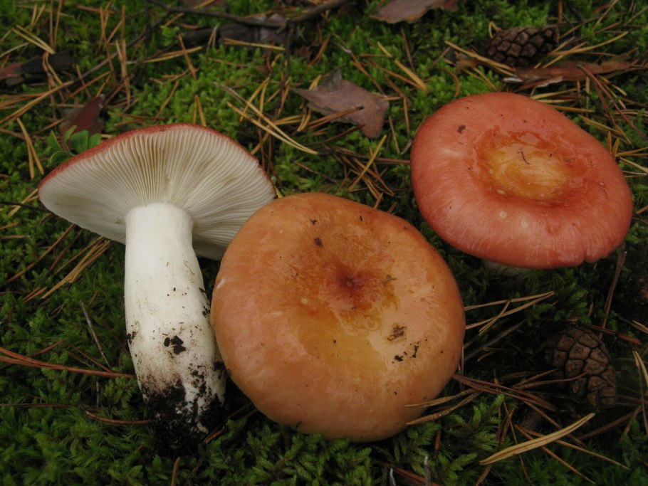Гриб Russula cyanoxantha