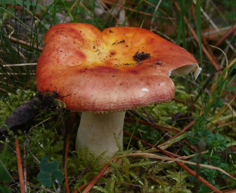 Сыроежка гладкокожая (Rússula mustelína)