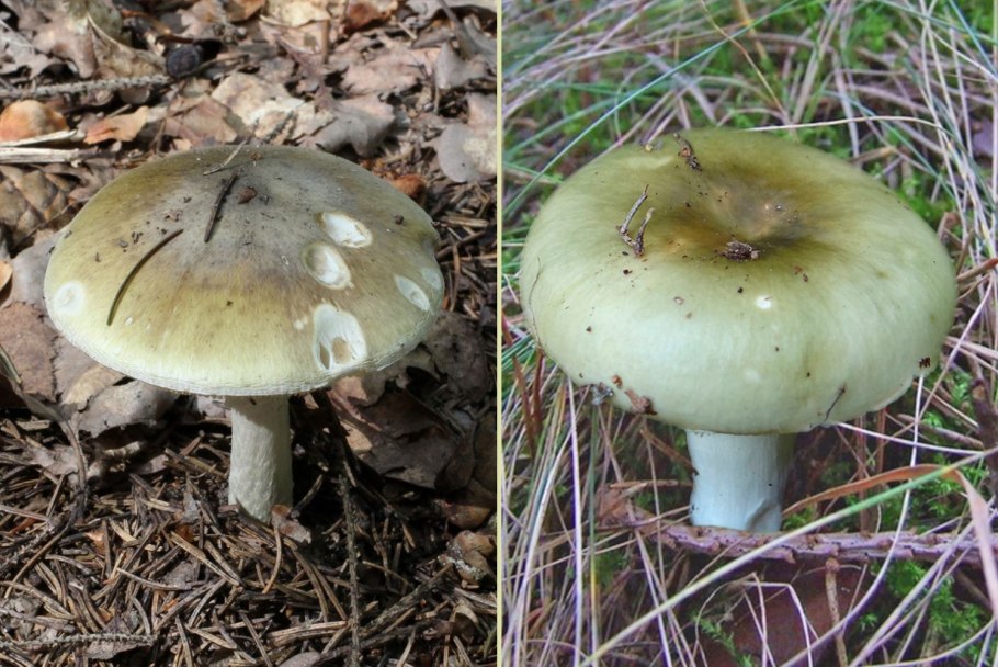 Сыроежка турецкая (Russula Turci)