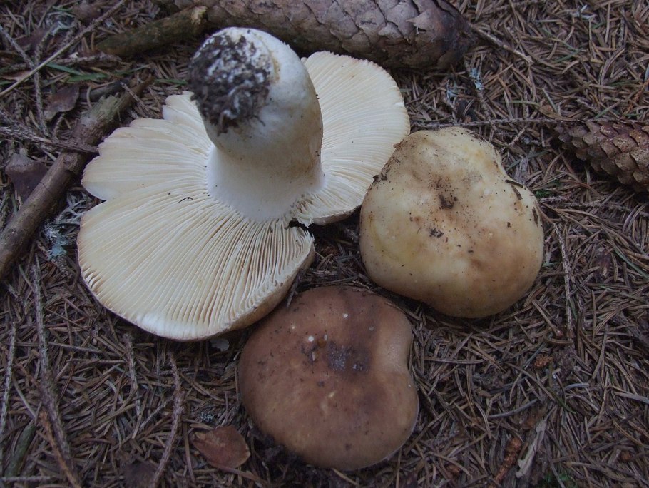 Сыроежка Веленовского