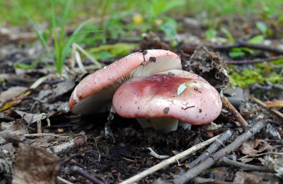 Боровые синявки