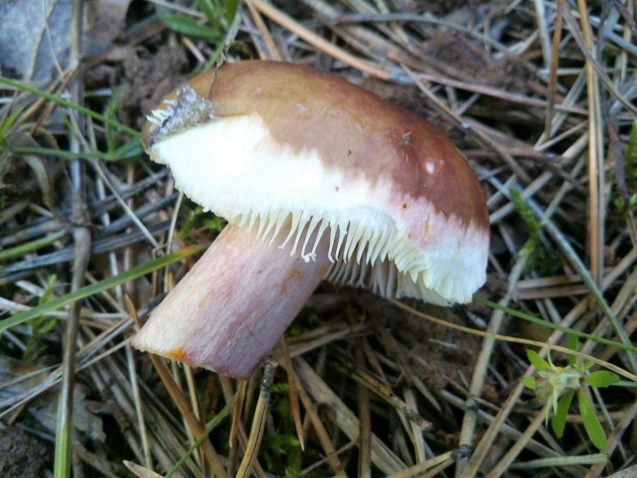 Сыроежка съедобный гриб