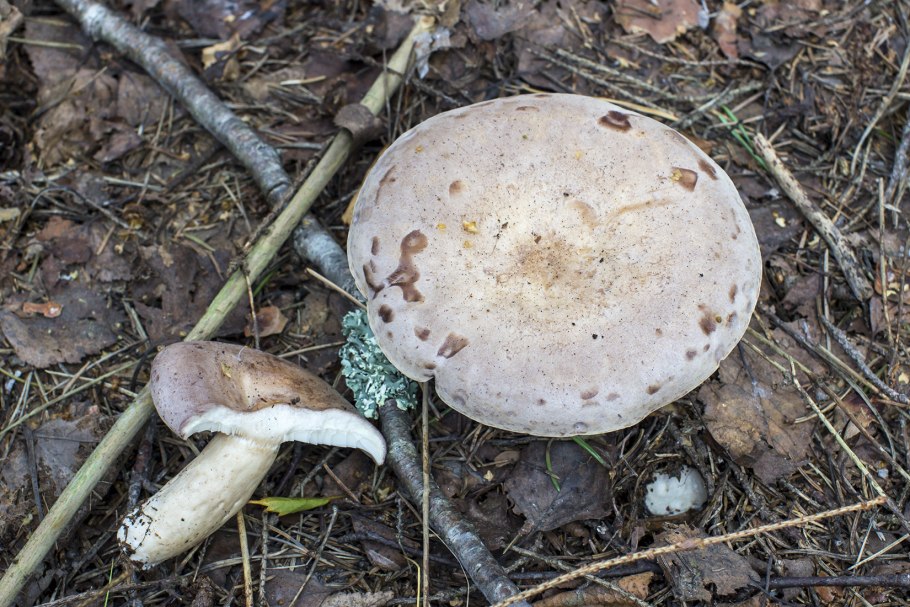 Сыроежки и серушки