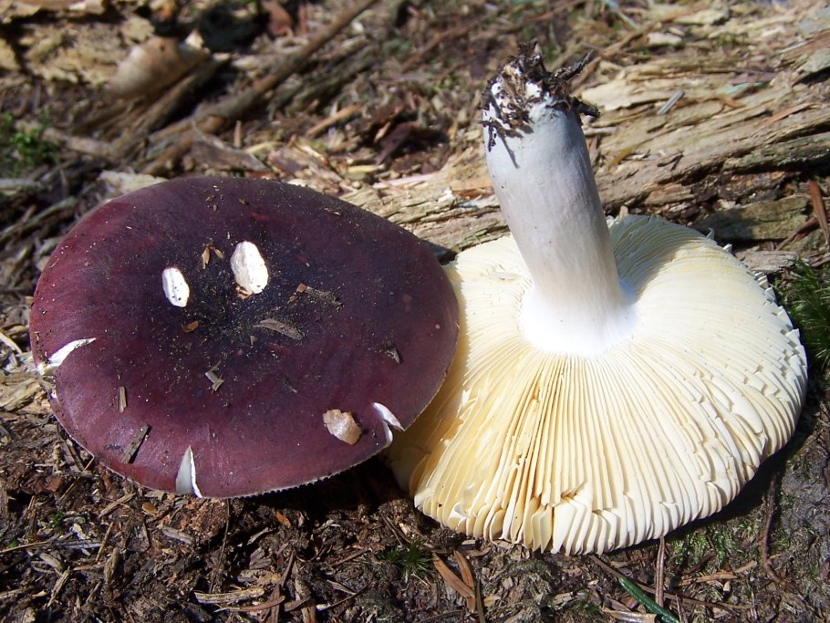 Russula Atropurpurea
