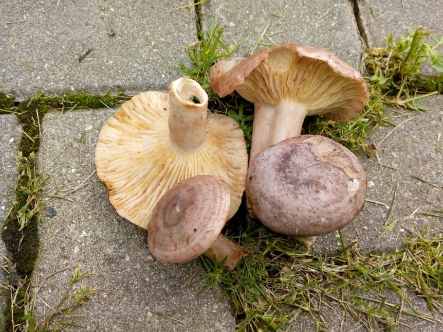 Млечник гриб серушка