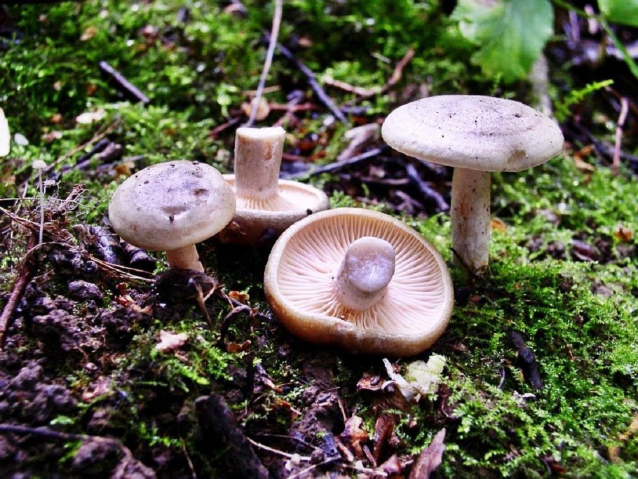 Серушки и зеленушки