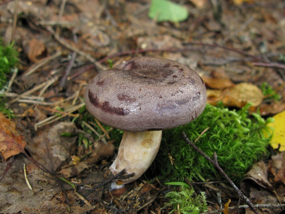 Млечник гриб серушка