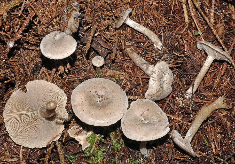 Говорушка слабопахучая