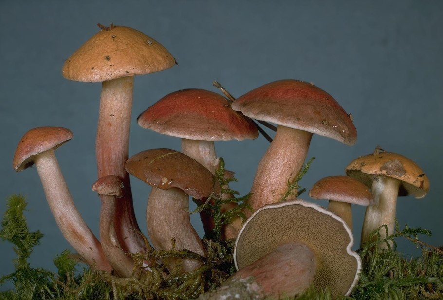 Tricholoma portentosum