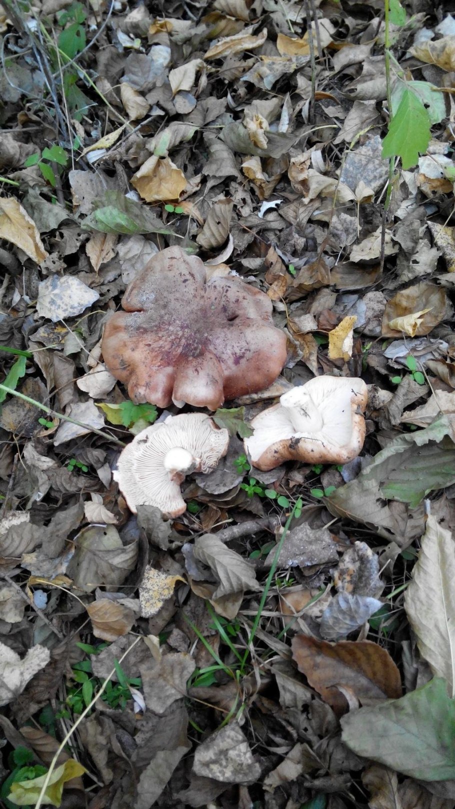 Гриб петушок съедобный